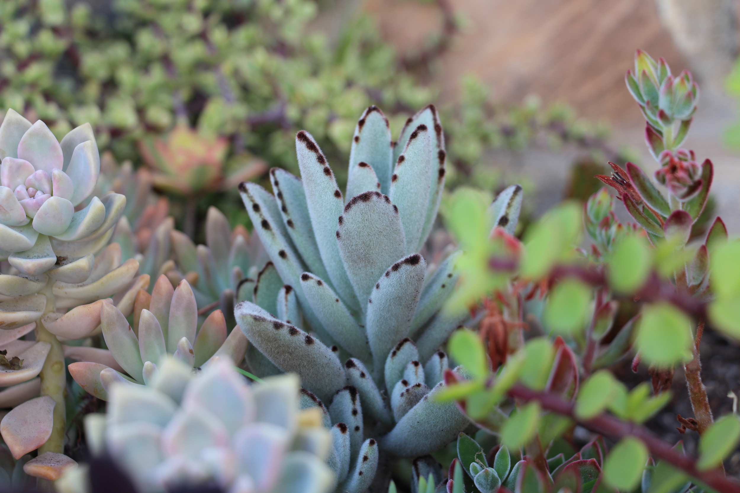 I love the way this fuzzy Panda Plant (Kalanchoe 'tomentosa") adds&nbsp;texture to the garden.
